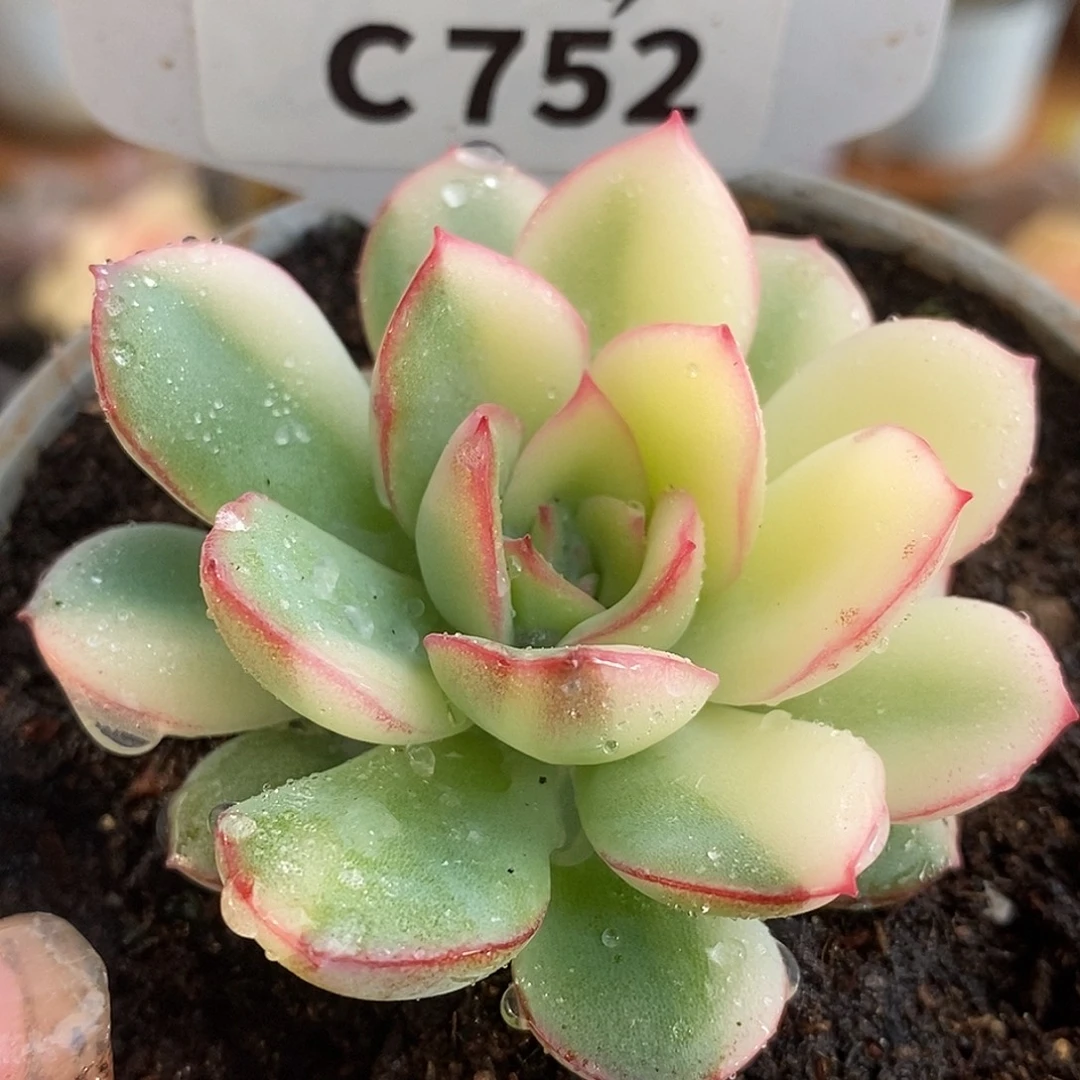 752雨燕座哈哈哈哈