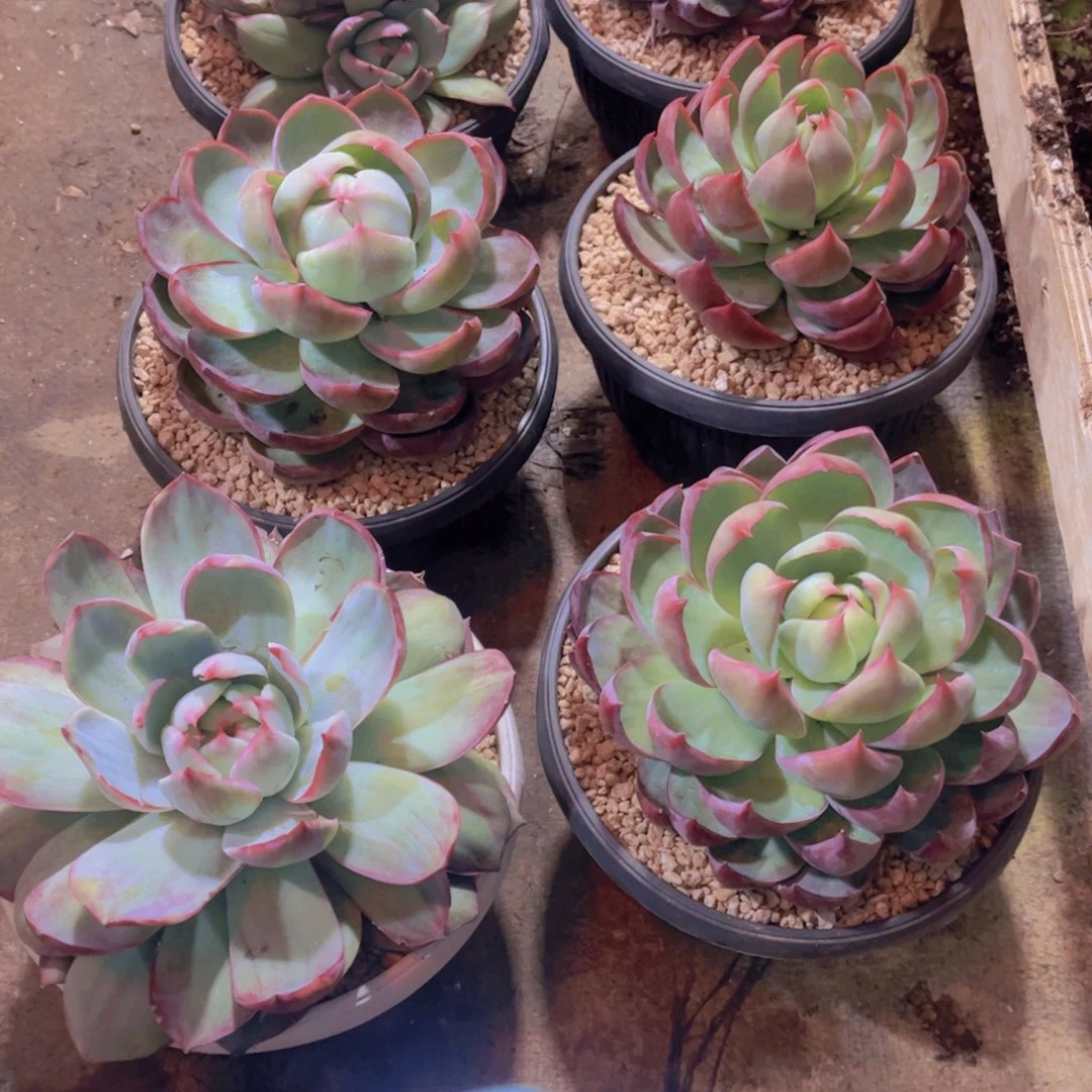 ღ***এ多肉植物保护研究所所长