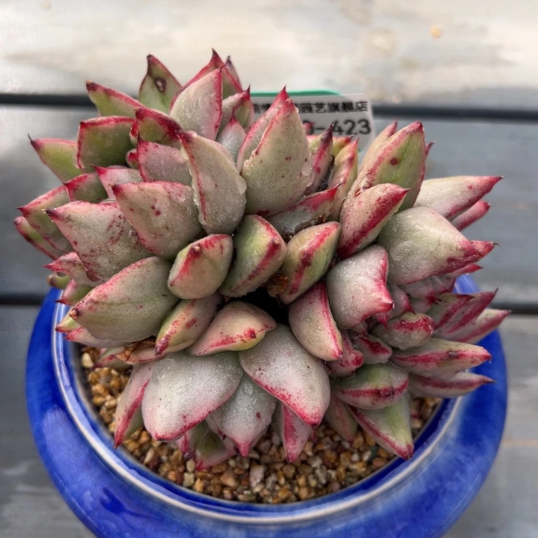 从前慢多肉精选编号0220.423