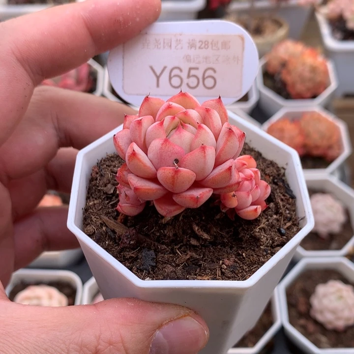 哦*0656月影精灵4厘米