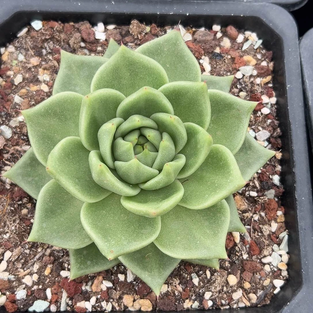 多肉植物一物一拍23