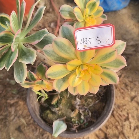 烟***辰多肉植物灿烂425号