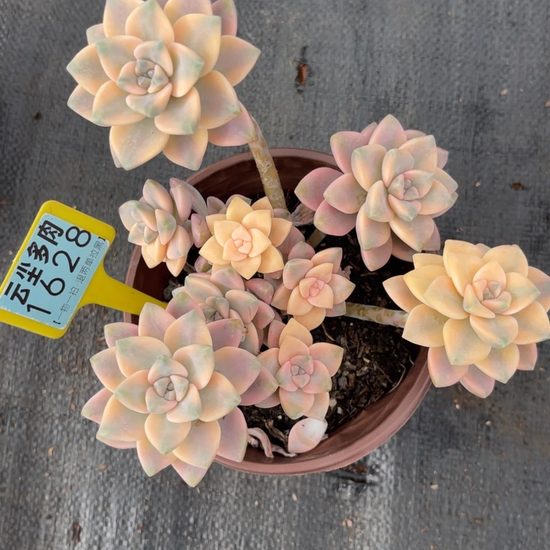 云尘多肉一物一拍1628