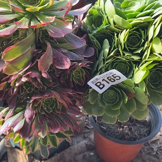 月*熊两颗多肉法师植物