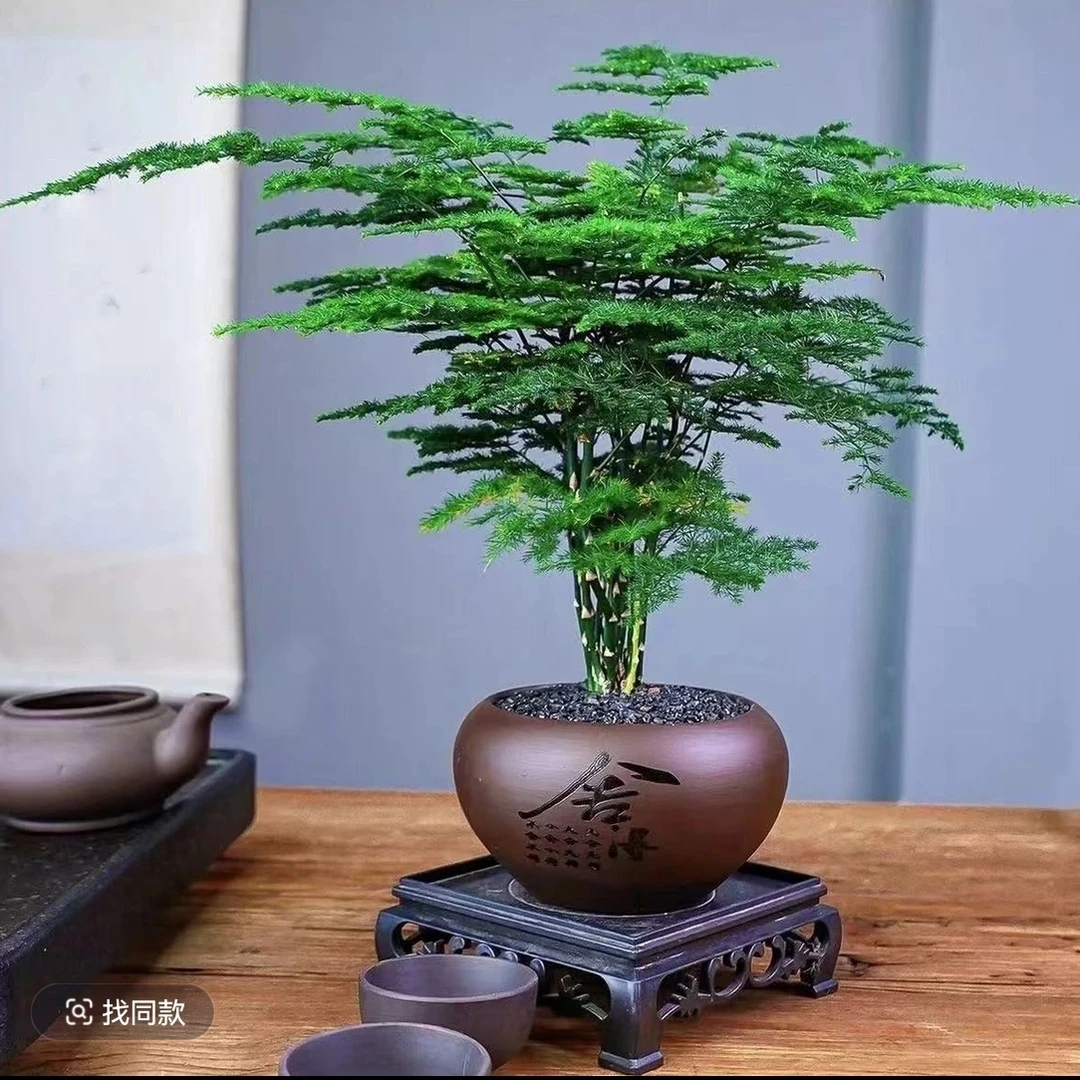 文竹盆栽植物室内客厅办公室绿植花卉桌面小盆景好养四季常青