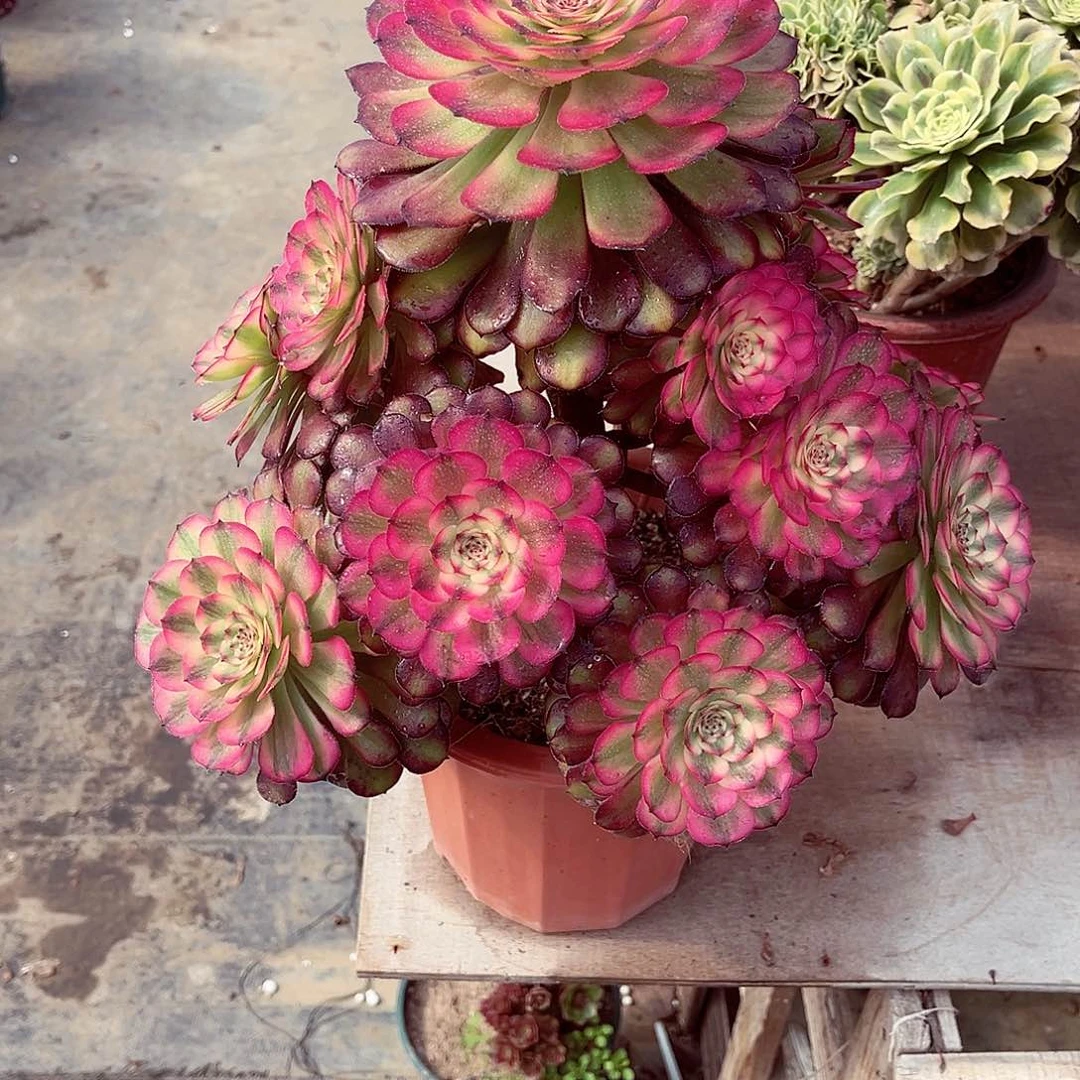 法师多肉漂亮漂亮