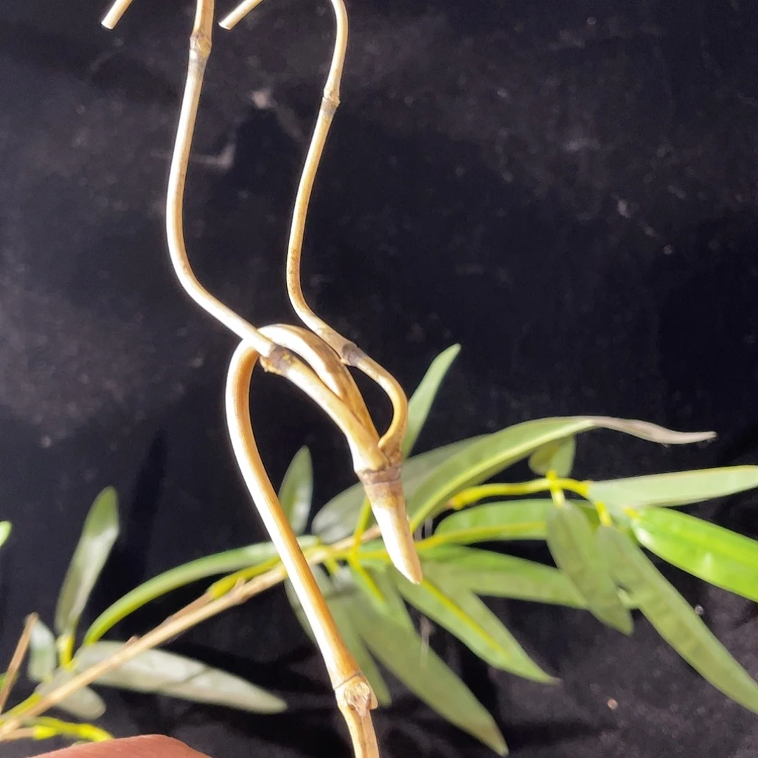 葫芦龙头可以定制