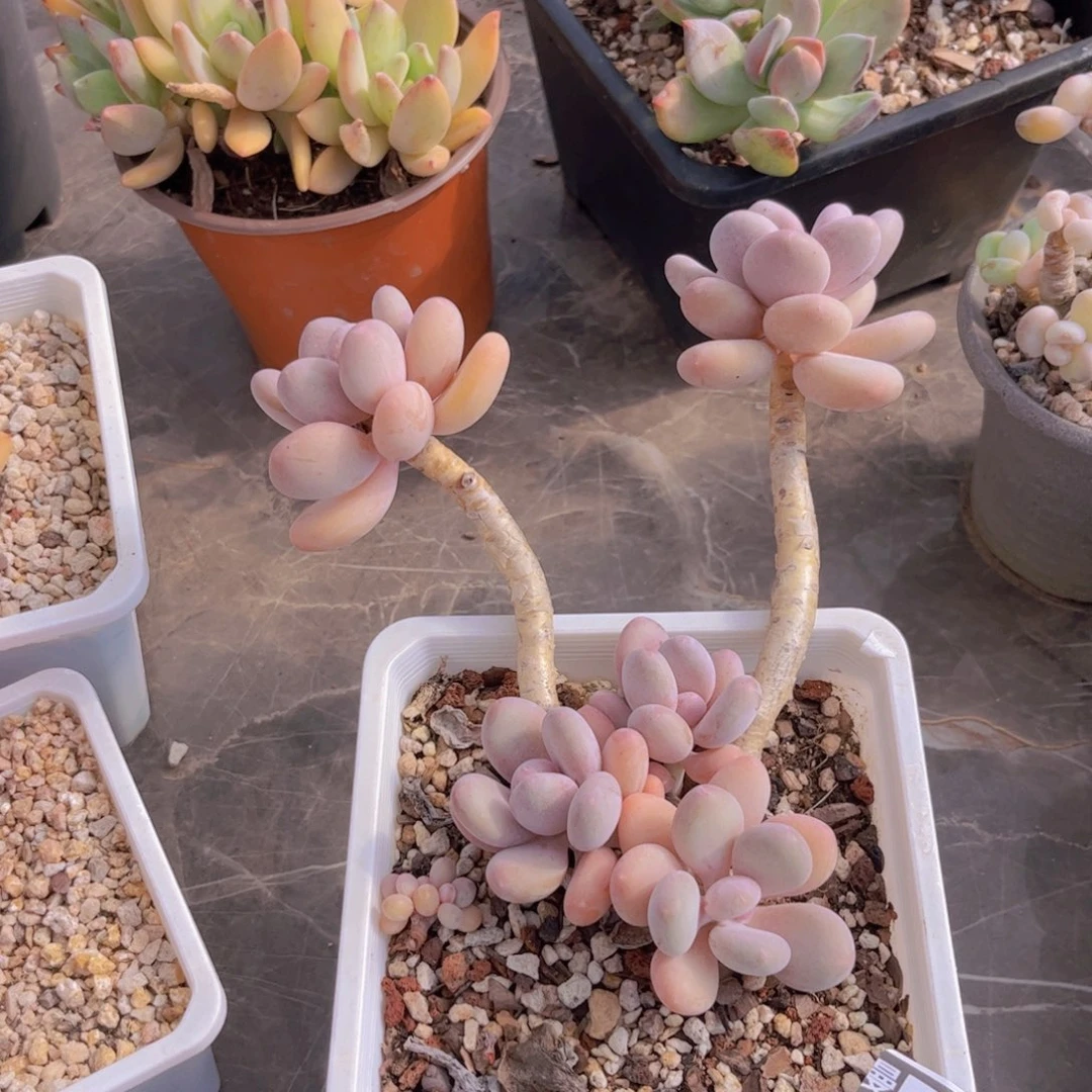 桃美人多肉植物19224