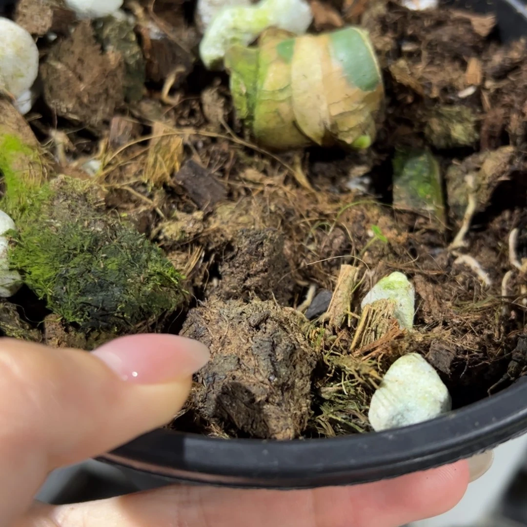 完全开放短白底座