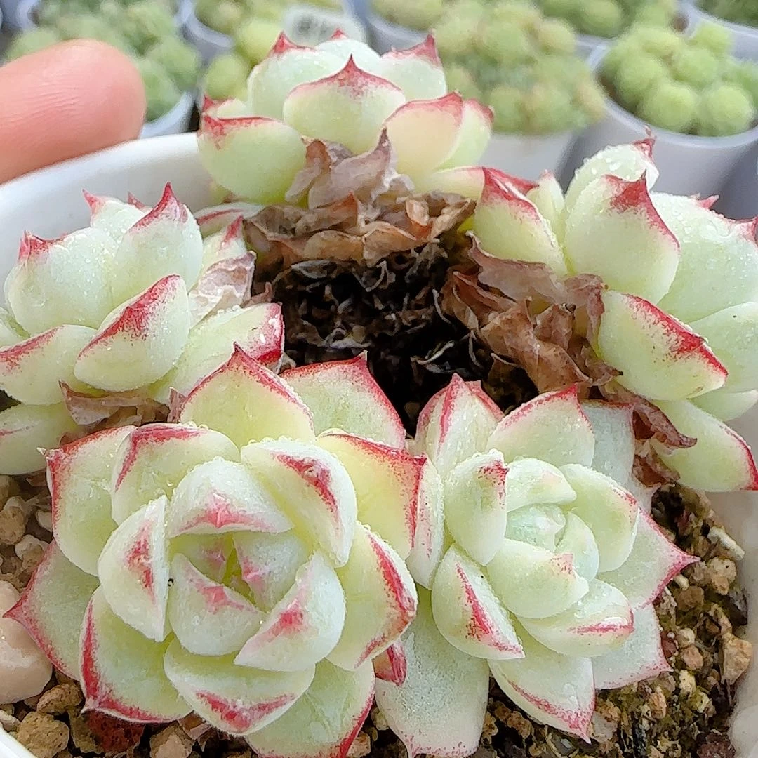 【闪购商品】0921-6边线女王（散的）