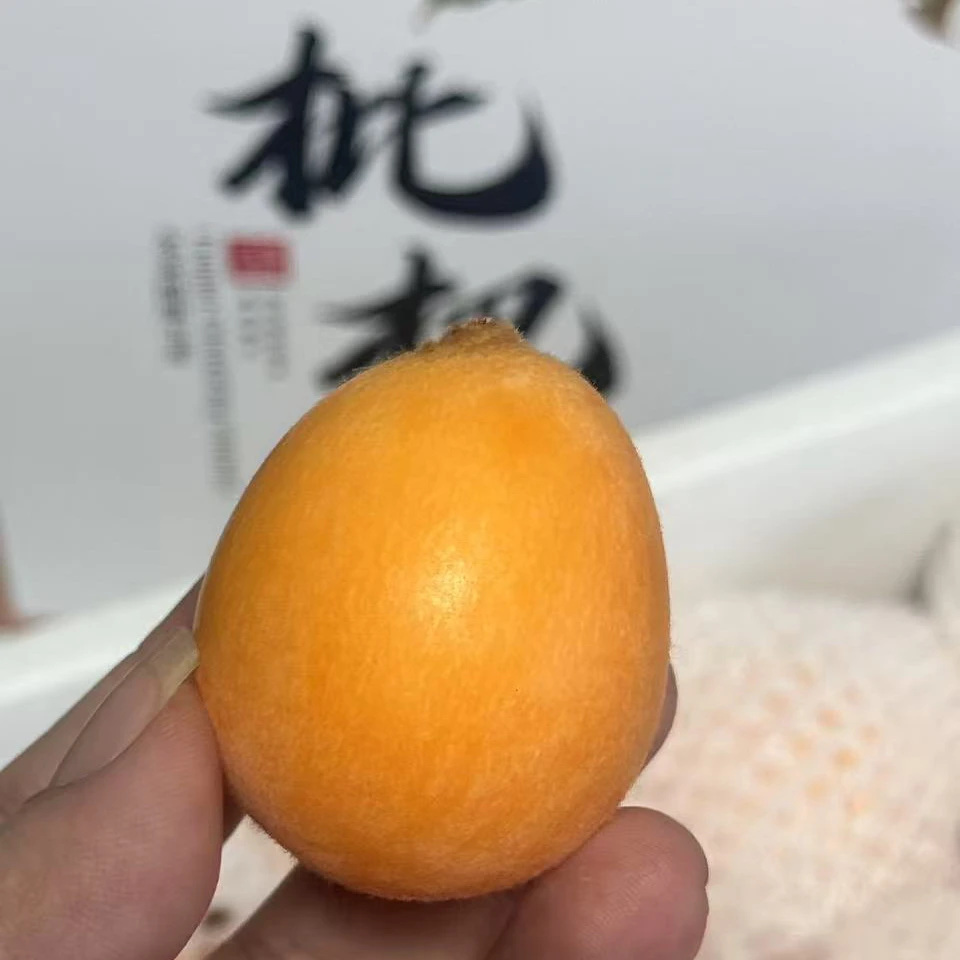 当季现摘云南大理大五星纯甜枇杷鲜果琵琶果新鲜水果精品特级礼盒3斤装