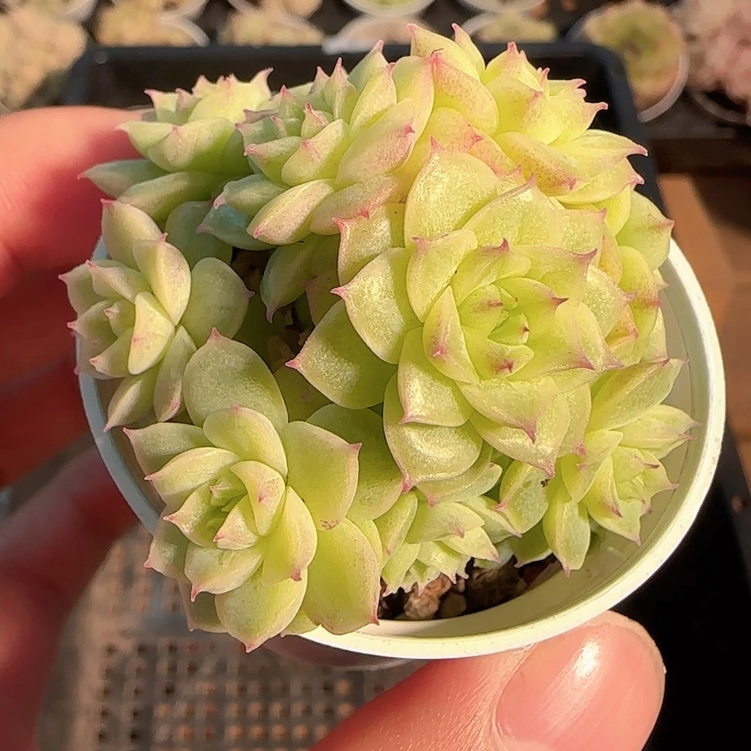 1121-------209麦秆群