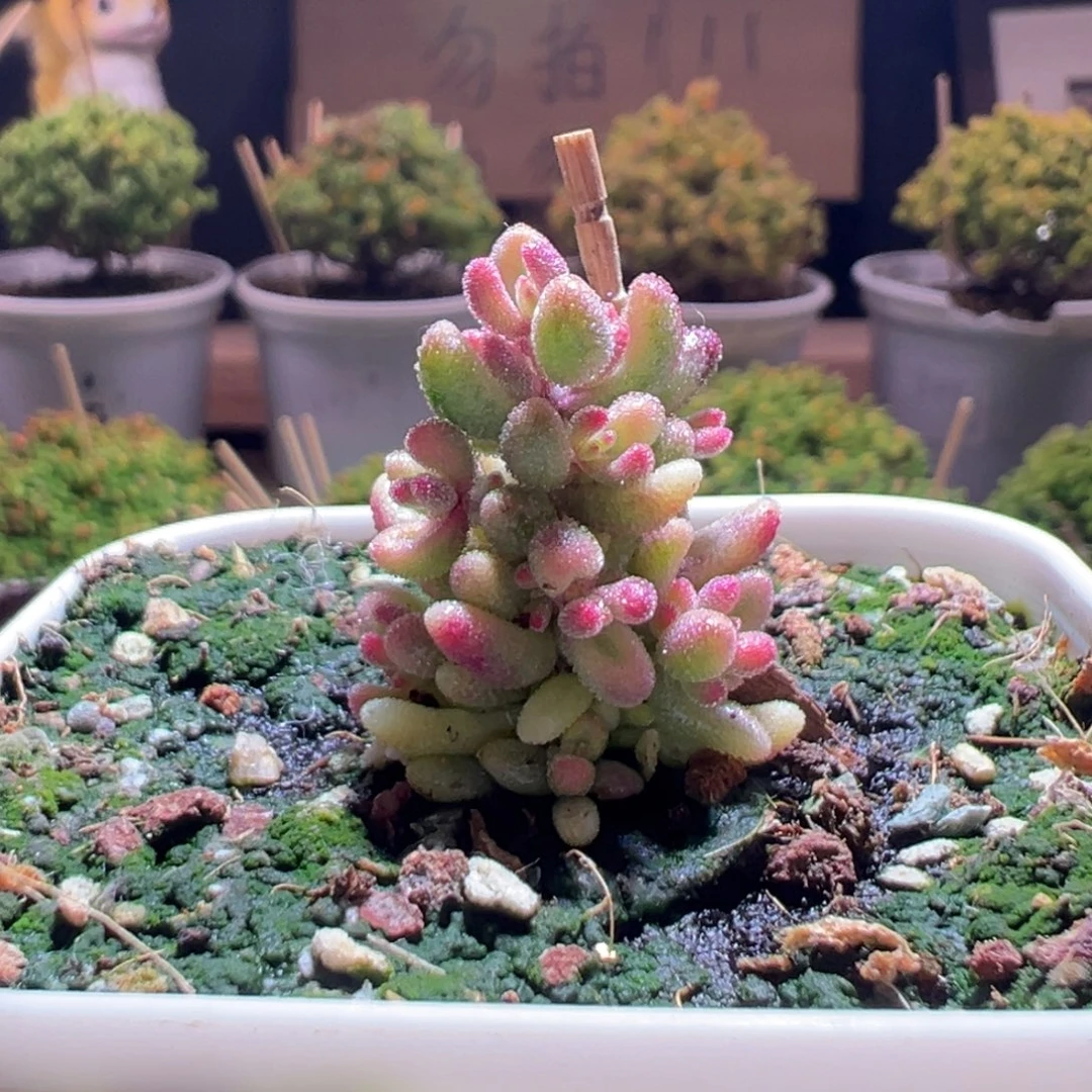 538红宝石锦一物一拍包开箱