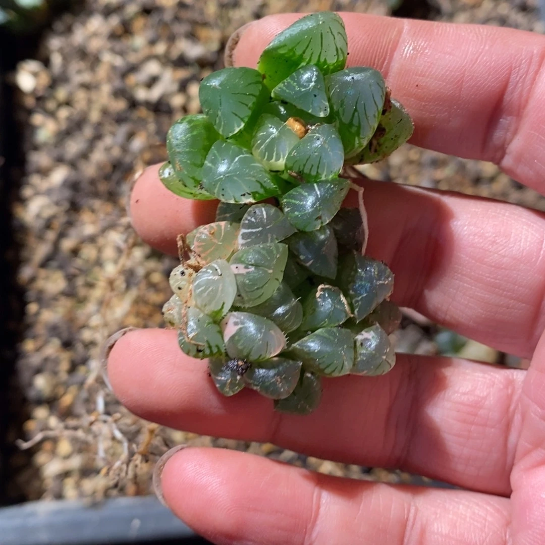 向***%11139 两颗一起 福利。