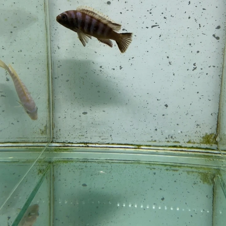 海水麒麟斑马682。