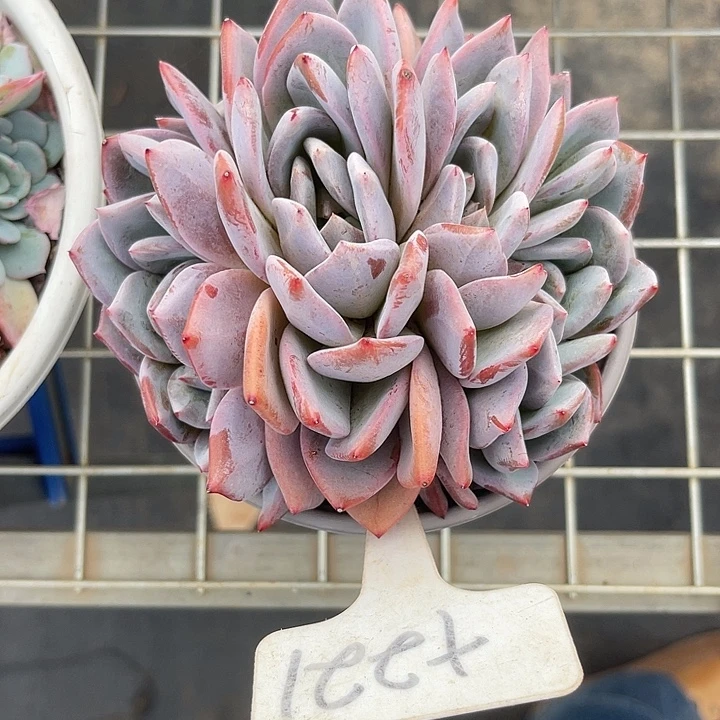 两单包邮，一物一拍嫦娥杂交221