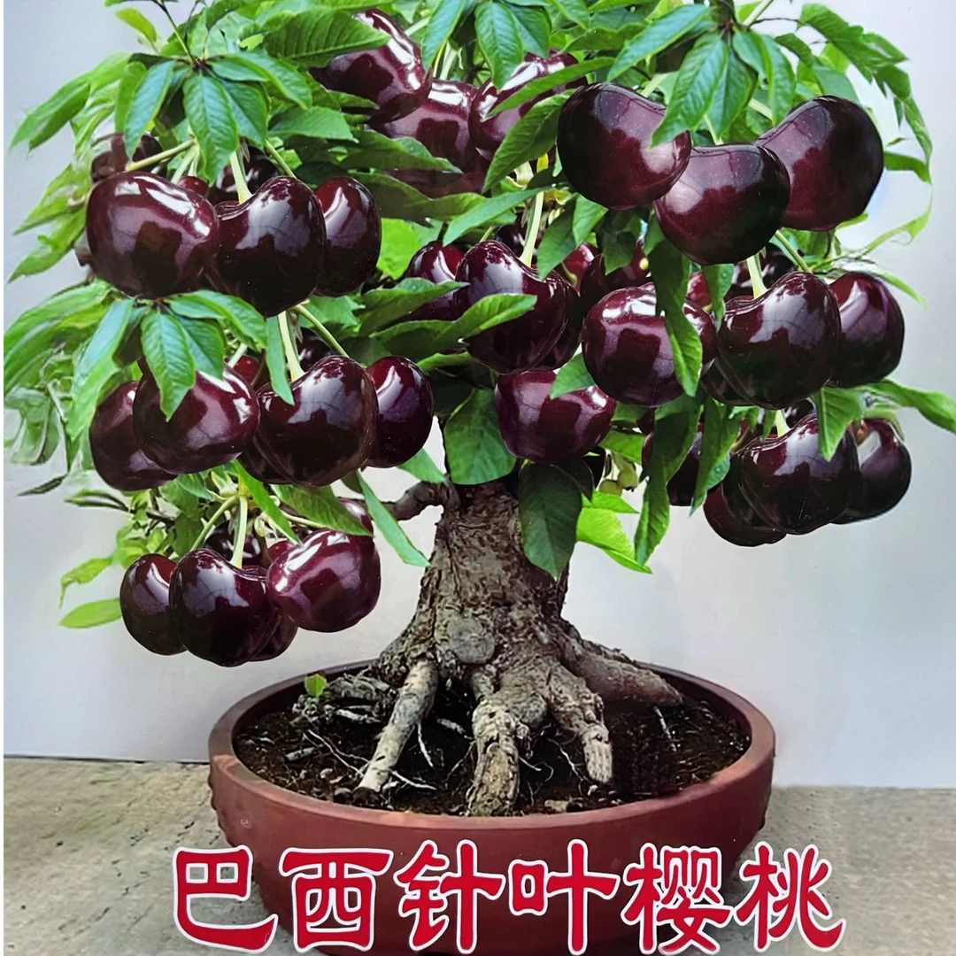 新品种【巴西针叶樱桃】带土带花芽发货阳台