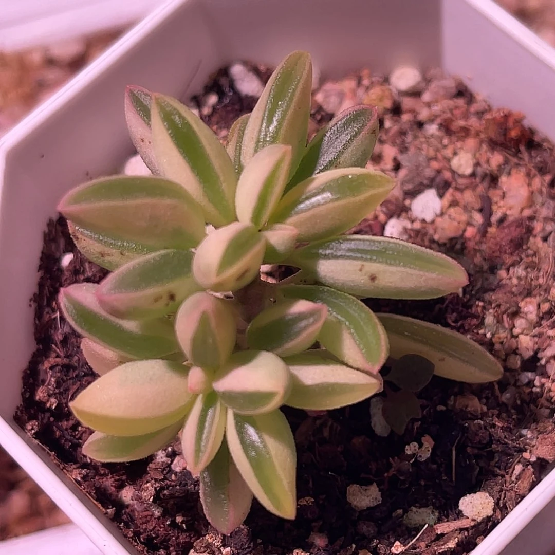 尚品园艺福利椒草锦