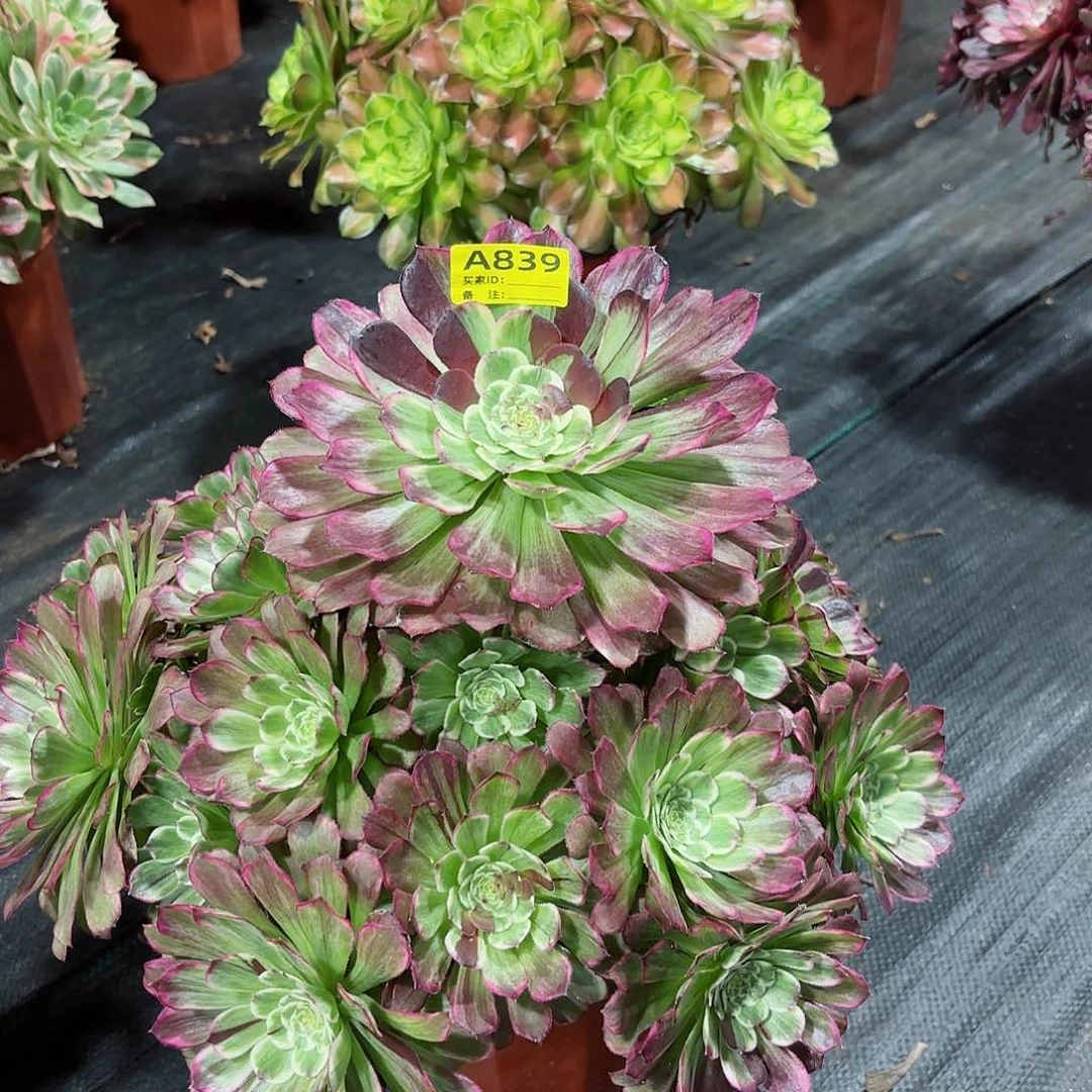 水墨画法师多肉植物839