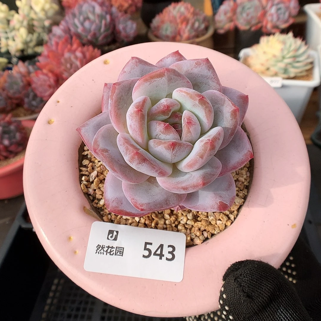 543白星多肉植物66666