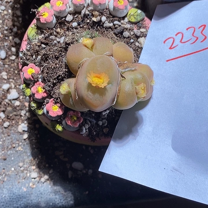 22334。 大六头金黄一群蟠桃。