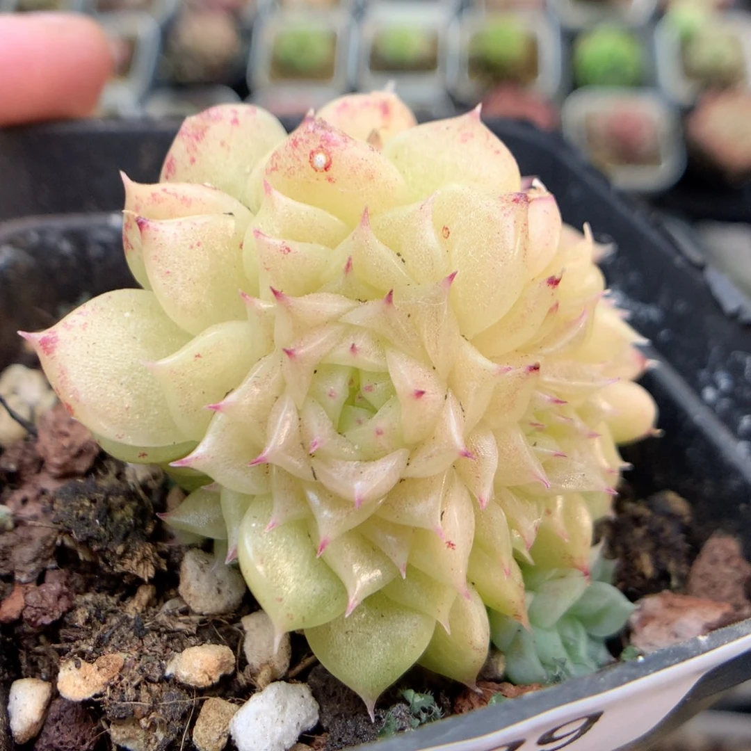 B29 ，柿子多肉20包邮两天凑单