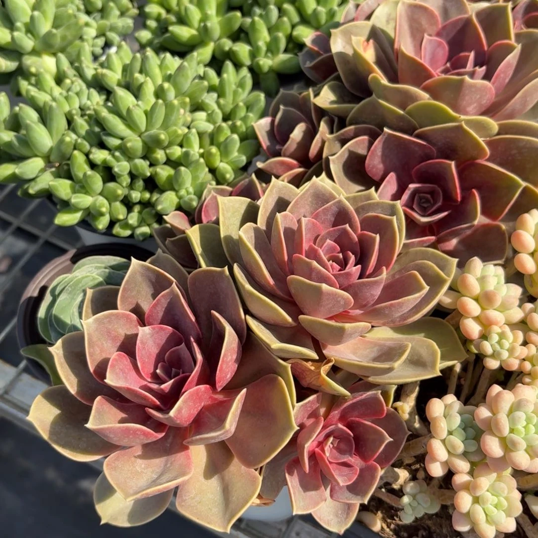 欧版紫珍珠多肉整群11㎝盆