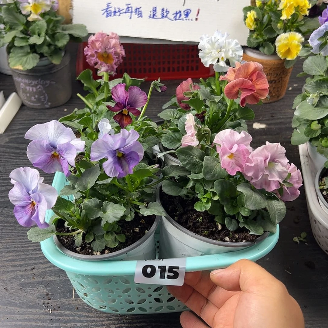 大部分花苞少量开放015号