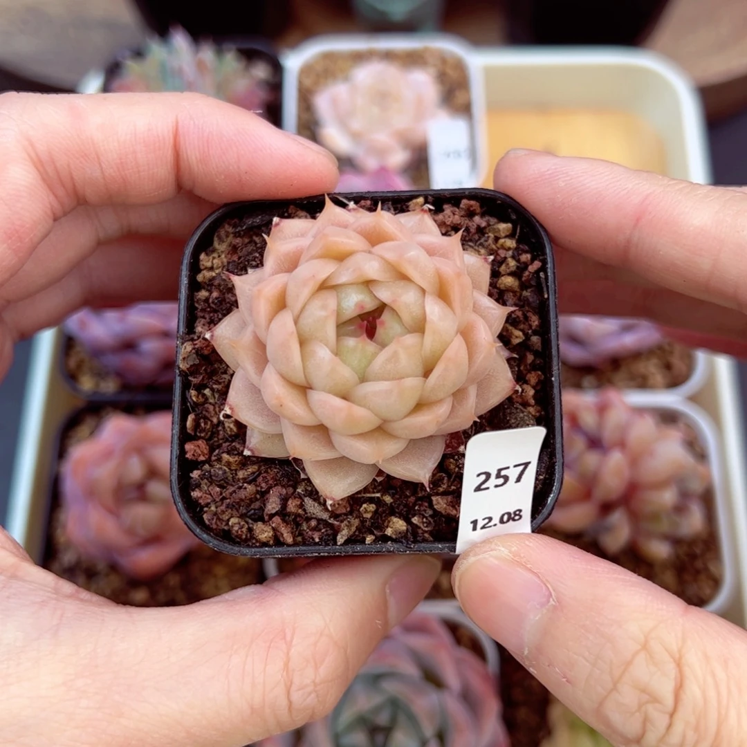 好好看257、哈哈哈哈