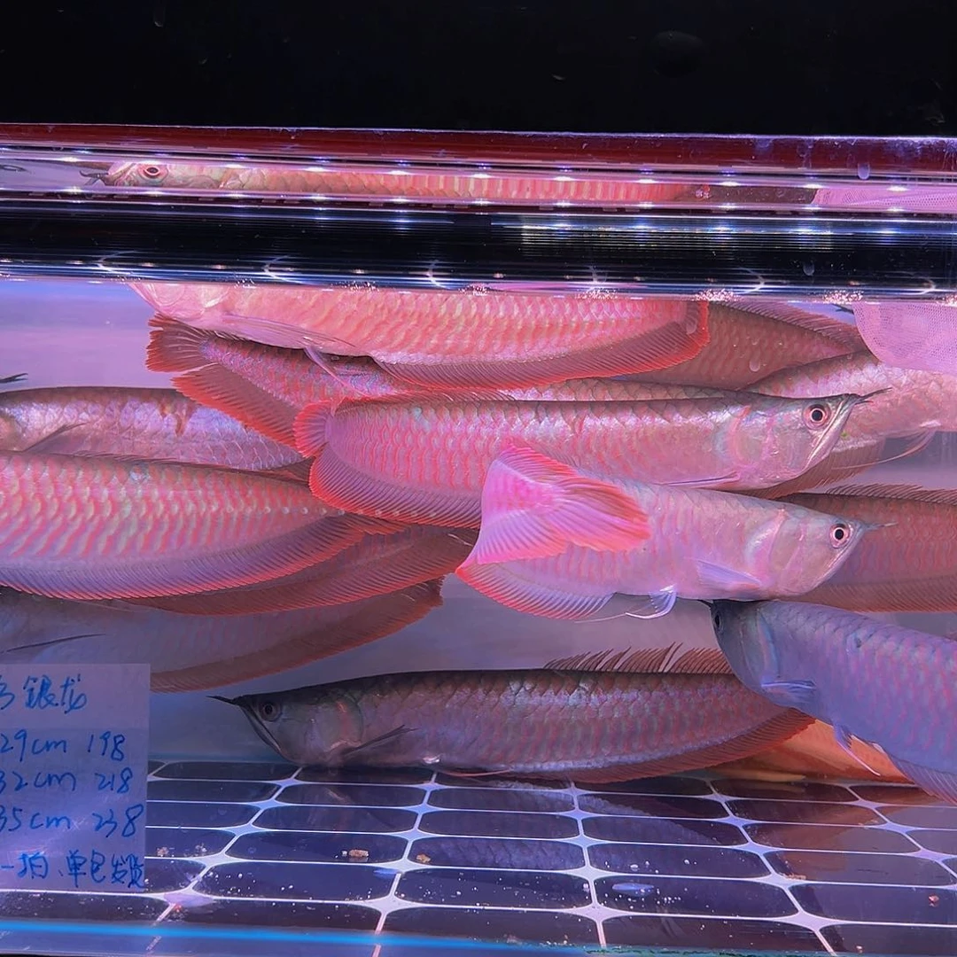 龙鱼下***包马来西亚七彩30