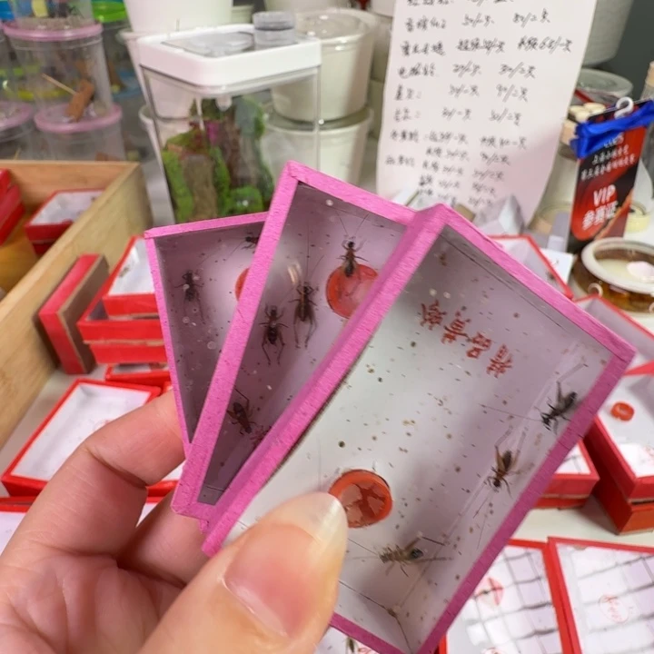 生***头3盒红胸墨蛉合适好看