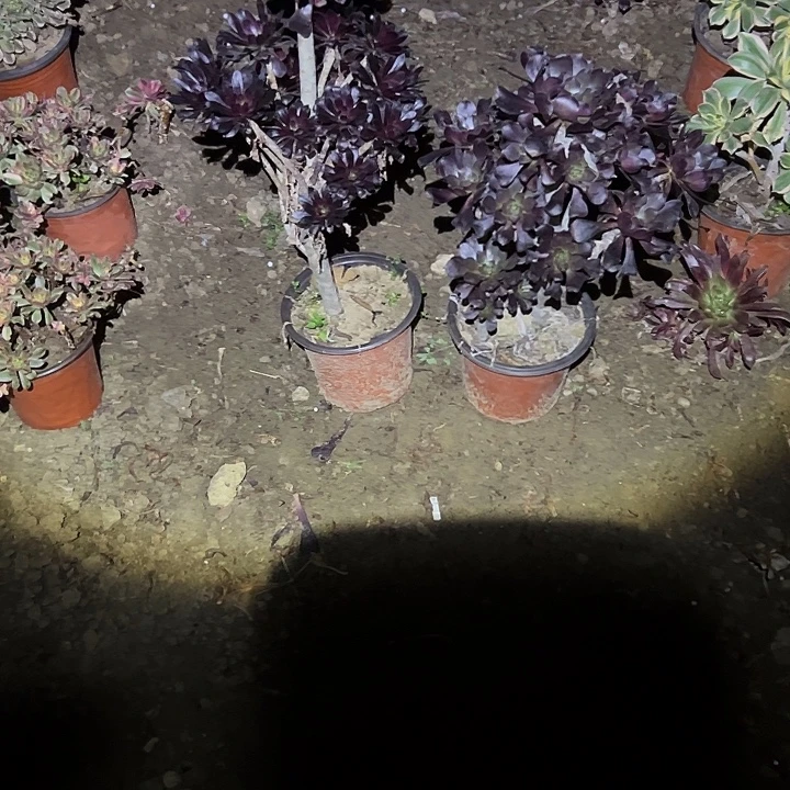 不包侧枝一物一拍60