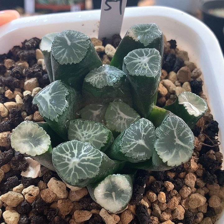 57号实生万象带盆土