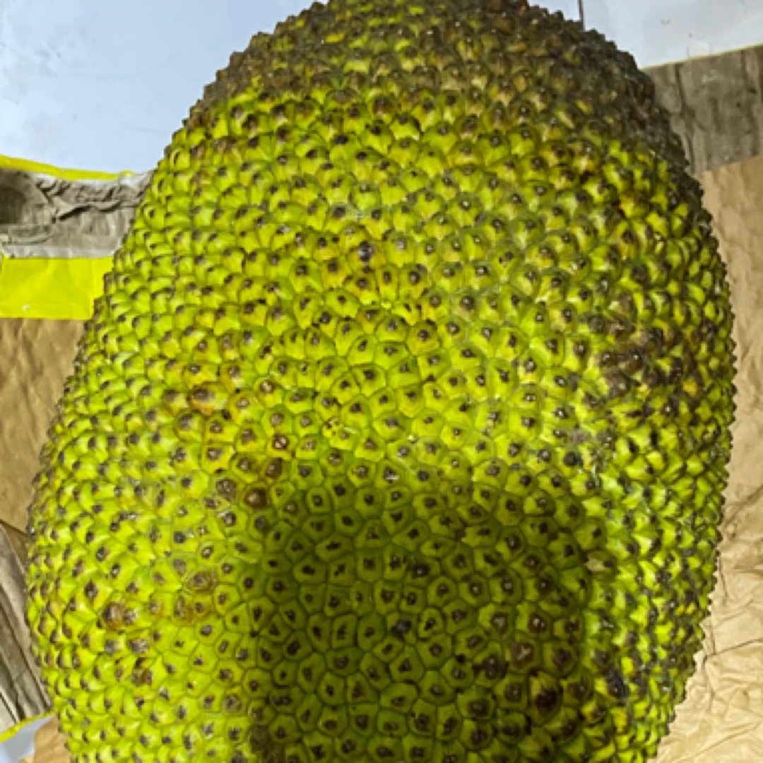 19.9/份果切黄肉菠萝蜜（一份500克）