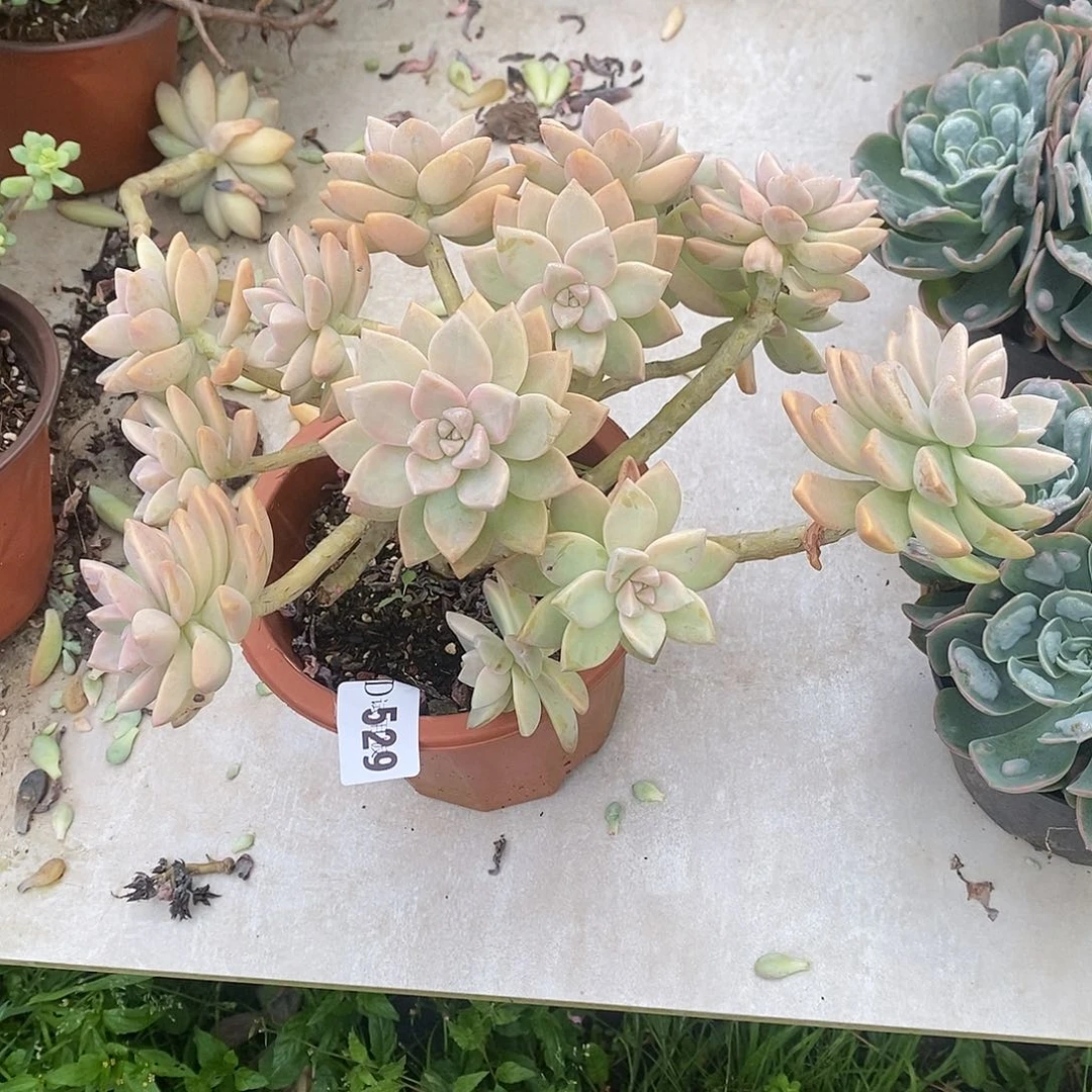 ～****529淡雪多肉植物多肉