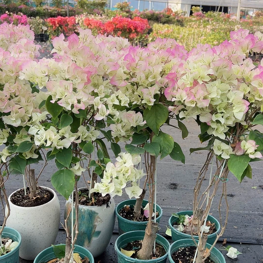 大部分花苞少量开放绿樱棒棒糖带竹一棵