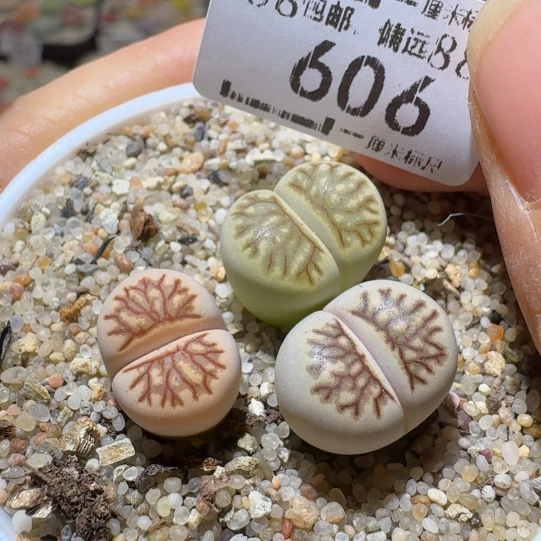 Sss新年快乐价606