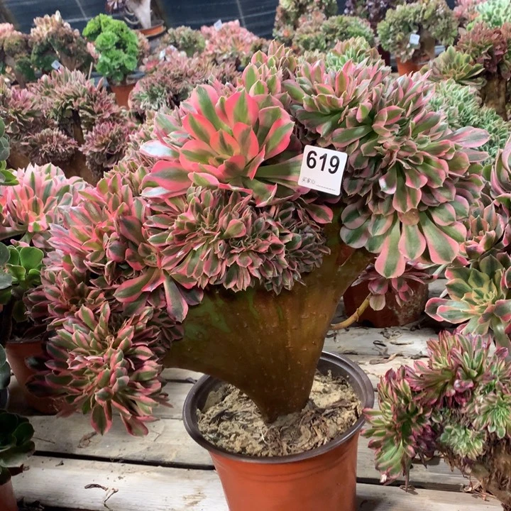 619粉女巫整版儿缀多肉法师