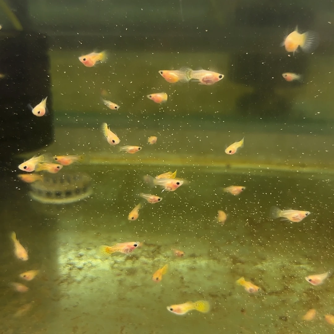 孔雀鱼福利黄蕾丝玻璃猫苗10条随机