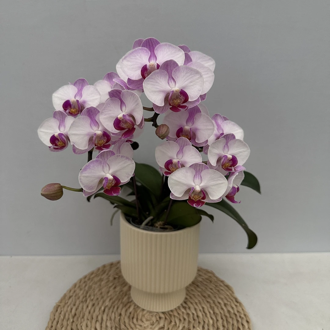 蝴蝶兰【棉花糖】鲜花精致组盆桌面花开花株室内绿植养兰基地直发