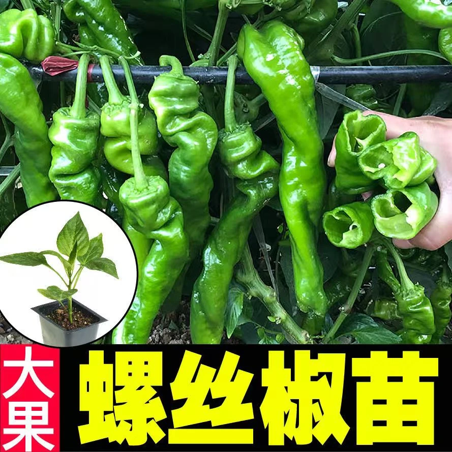螺丝椒苗高产辣椒苗带土辣椒秧苗春季蔬菜苗大全阳台庭院种植