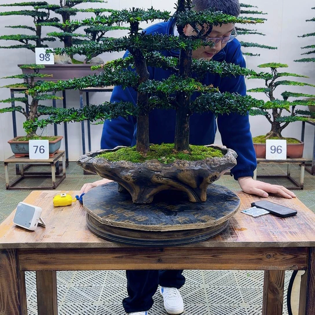 无花朵珍珠红芽罗汉松造型盆景