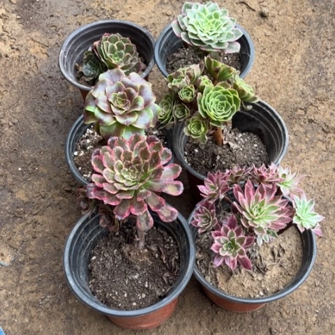 762多肉植物组合，