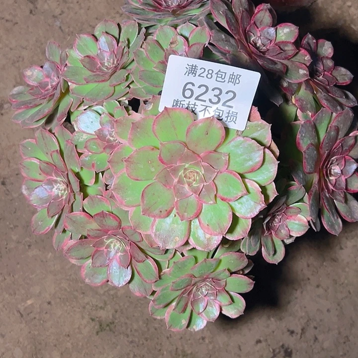 6232粉花妖多肉植物