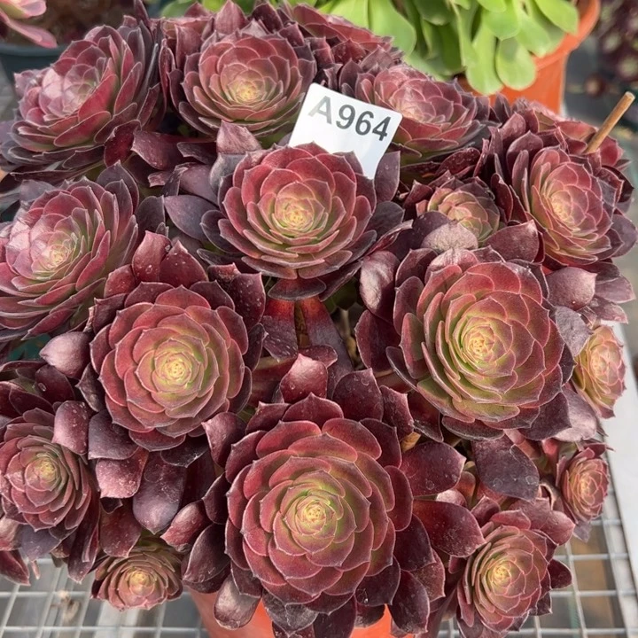 964赤焰莲朵朵35厘米左右