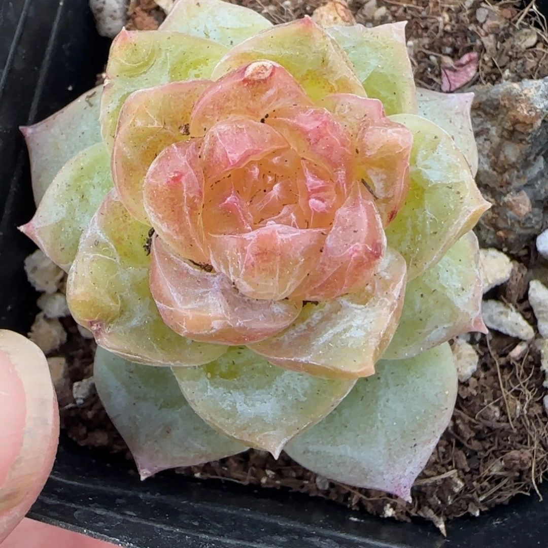 小卡拉米糖心一物一拍