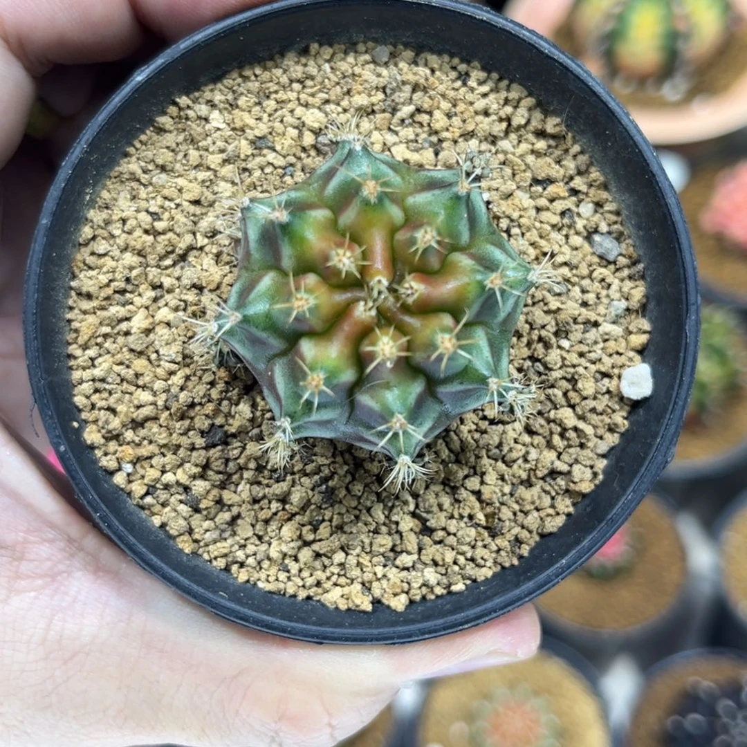 抹茶侧芽————————-/—-
