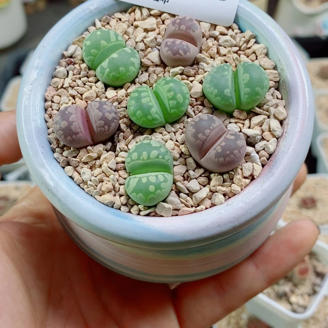 喵***儿生石花花花花花花花491