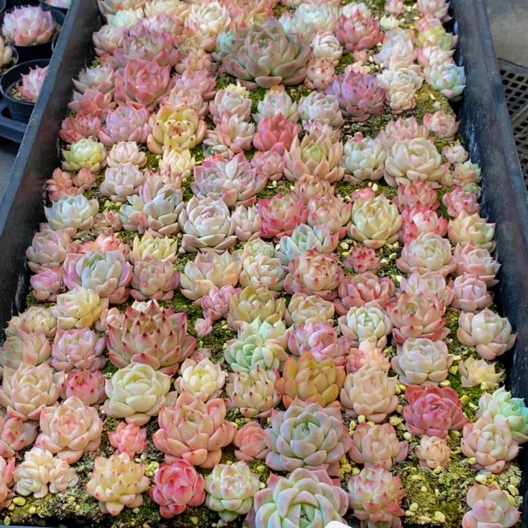 玲*560多肉植物保护研究所所长助理