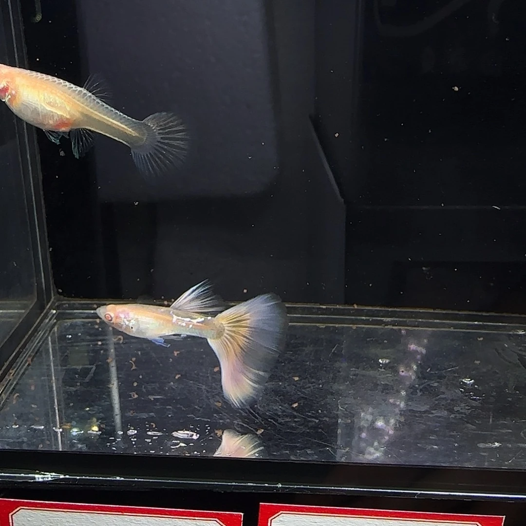 孔雀鱼樱花粉狮一对